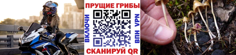 Галлюциногенные грибы MAGIC MUSHROOMS  площадка как зайти  Петровск  даркнет сайт 